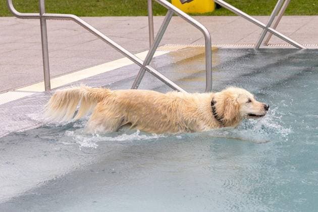 Dog Swimming at the Werne Outdoor Pool ** FOR EDITORIAL USE ONLY ** EDITORIAL USE ONLY ** p On Sunday, September 13, 2026, the Werne Outdoor Pool, part of Wasserwelten Bochum, opened its doors for the Dog Swim event in Germany, North Rhine-Westphalia, Bochum. Copyright MichaelxSchwalm Copyright: MichaelxSchwalm doc87l08p700l4gr4hef99 ,EDITORIAL USE ONLY Copyright: MichaelxSchwalm