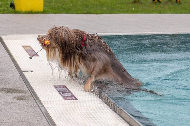 Dog Swimming at the Werne Outdoor Pool ** FOR EDITORIAL USE ONLY ** EDITORIAL USE ONLY ** p On Sunday, September 13, 2026, the Werne Outdoor Pool, part of Wasserwelten Bochum, opened its doors for the Dog Swim event in Germany, North Rhine-Westphalia, Bochum. Copyright MichaelxSchwalm Copyright: MichaelxSchwalm doc87l08l3dil21b7dijv0o ,EDITORIAL USE ONLY Copyright: MichaelxSchwalm