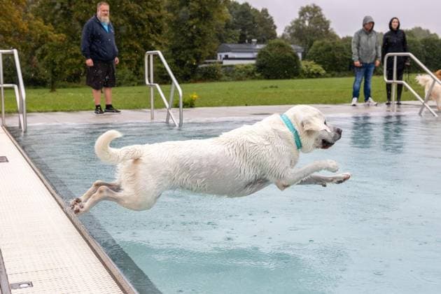 Dog Swimming at the Werne Outdoor Pool ** FOR EDITORIAL USE ONLY ** EDITORIAL USE ONLY ** p On Sunday, September 13, 2026, the Werne Outdoor Pool, part of Wasserwelten Bochum, opened its doors for the Dog Swim event in Germany, North Rhine-Westphalia, Bochum. Copyright MichaelxSchwalm Copyright: MichaelxSchwalm doc87l08l8isfa18n2n8f99 ,EDITORIAL USE ONLY Copyright: MichaelxSchwalm