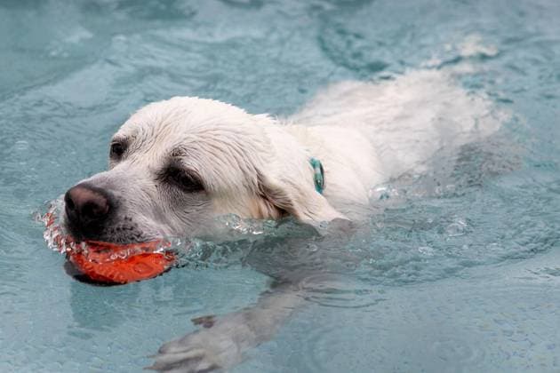 Dog Swimming at the Werne Outdoor Pool ** FOR EDITORIAL USE ONLY ** EDITORIAL USE ONLY ** p On Sunday, September 13, 2026, the Werne Outdoor Pool, part of Wasserwelten Bochum, opened its doors for the Dog Swim event in Germany, North Rhine-Westphalia, Bochum. Copyright MichaelxSchwalm Copyright: MichaelxSchwalm doc87l08m9xf9z7n8rluvw ,EDITORIAL USE ONLY Copyright: MichaelxSchwalm