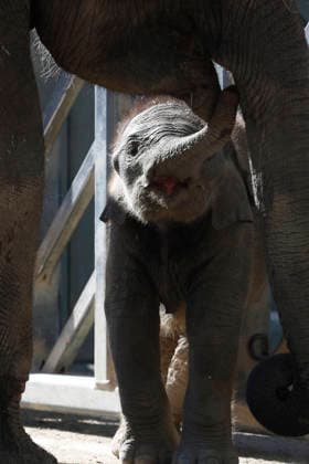 September 15, 2026, Madri, Community Of Madrid, Spain: A male Sumatran elephant calf named MAX is seen exploring his enclosure and interacting with his mother CYNTHIA and other female herd members, including his aunt and sister, at the Zoo Aquarium de Madrid on Tuesday, September 15, 2026, in Madrid, Spain. In a unique naming event, caretakers presented CYNTHIA with three boxes, and she intuitively selected the name MAX, which serendipitously honors the species scientific name, Elephas maximus sumatranus. Born in August 2026 after a 21-month gestation, the calf s arrival was supported by the herd s females, who exhibit natural cooperative rearing behavior (allomothering) to protect and guide the newborn. Sired by VALENTINO (not pictured), - ZUMAo127 20260915_zep_o127_031 Copyright: xHugoxOrtunox