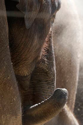 September 15, 2026, Madri, Community Of Madrid, Spain: A male Sumatran elephant calf named MAX is seen exploring his enclosure and interacting with his mother CYNTHIA and other female herd members, including his aunt and sister, at the Zoo Aquarium de Madrid on Tuesday, September 15, 2026, in Madrid, Spain. In a unique naming event, caretakers presented CYNTHIA with three boxes, and she intuitively selected the name MAX, which serendipitously honors the species scientific name, Elephas maximus sumatranus. Born in August 2026 after a 21-month gestation, the calf s arrival was supported by the herd s females, who exhibit natural cooperative rearing behavior (allomothering) to protect and guide the newborn. Sired by VALENTINO (not pictured),  - ZUMAo127 20260915_zep_o127_064 Copyright: xHugoxOrtunox