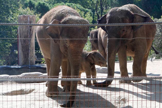 September 15, 2026, Madri, Community Of Madrid, Spain: A male Sumatran elephant calf named MAX is seen exploring his enclosure and interacting with his mother CYNTHIA and other female herd members, including his aunt and sister, at the Zoo Aquarium de Madrid on Tuesday, September 15, 2026, in Madrid, Spain. In a unique naming event, caretakers presented CYNTHIA with three boxes, and she intuitively selected the name MAX, which serendipitously honors the species scientific name, Elephas maximus sumatranus. Born in August 2026 after a 21-month gestation, the calf s arrival was supported by the herd s females, who exhibit natural cooperative rearing behavior (allomothering) to protect and guide the newborn. Sired by VALENTINO (not pictured),  - ZUMAo127 20260915_zep_o127_001 Copyright: xHugoxOrtunox