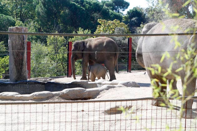 September 15, 2026, Madri, Community Of Madrid, Spain: A male Sumatran elephant calf named MAX is seen exploring his enclosure and interacting with his mother CYNTHIA and other female herd members, including his aunt and sister, at the Zoo Aquarium de Madrid on Tuesday, September 15, 2026, in Madrid, Spain. In a unique naming event, caretakers presented CYNTHIA with three boxes, and she intuitively selected the name MAX, which serendipitously honors the species scientific name, Elephas maximus sumatranus. Born in August 2026 after a 21-month gestation, the calf s arrival was supported by the herd s females, who exhibit natural cooperative rearing behavior (allomothering) to protect and guide the newborn. Sired by VALENTINO (not pictured),  - ZUMAo127 20260915_zep_o127_004 Copyright: xHugoxOrtunox