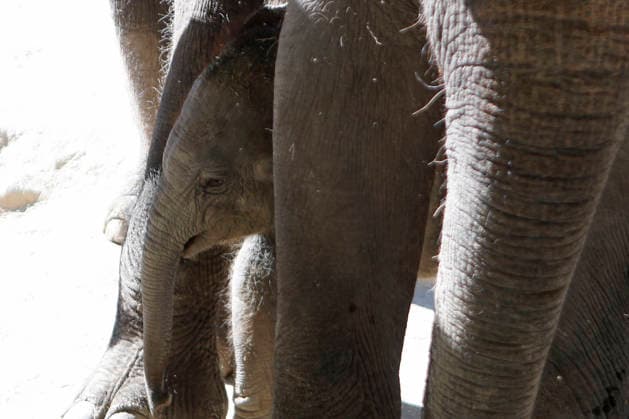 September 15, 2026, Madri, Community Of Madrid, Spain: A male Sumatran elephant calf named MAX is seen exploring his enclosure and interacting with his mother CYNTHIA and other female herd members, including his aunt and sister, at the Zoo Aquarium de Madrid on Tuesday, September 15, 2026, in Madrid, Spain. In a unique naming event, caretakers presented CYNTHIA with three boxes, and she intuitively selected the name MAX, which serendipitously honors the species scientific name, Elephas maximus sumatranus. Born in August 2026 after a 21-month gestation, the calf s arrival was supported by the herd s females, who exhibit natural cooperative rearing behavior (allomothering) to protect and guide the newborn. Sired by VALENTINO (not pictured),  - ZUMAo127 20260915_zep_o127_086 Copyright: xHugoxOrtunox