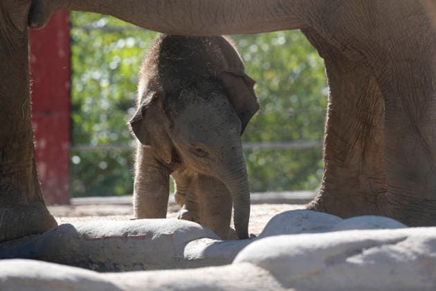 September 15, 2026, Madri, Community Of Madrid, Spain: A male Sumatran elephant calf named MAX is seen exploring his enclosure and interacting with his mother CYNTHIA and other female herd members, including his aunt and sister, at the Zoo Aquarium de Madrid on Tuesday, September 15, 2026, in Madrid, Spain. In a unique naming event, caretakers presented CYNTHIA with three boxes, and she intuitively selected the name MAX, which serendipitously honors the species scientific name, Elephas maximus sumatranus. Born in August 2026 after a 21-month gestation, the calf s arrival was supported by the herd s females, who exhibit natural cooperative rearing behavior (allomothering) to protect and guide the newborn. Sired by VALENTINO (not pictured),  - ZUMAo127 20260915_zep_o127_007 Copyright: xHugoxOrtunox