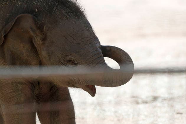 September 15, 2026, Madri, Community Of Madrid, Spain: A male Sumatran elephant calf named MAX is seen exploring his enclosure and interacting with his mother CYNTHIA and other female herd members, including his aunt and sister, at the Zoo Aquarium de Madrid on Tuesday, September 15, 2026, in Madrid, Spain. In a unique naming event, caretakers presented CYNTHIA with three boxes, and she intuitively selected the name MAX, which serendipitously honors the species scientific name, Elephas maximus sumatranus. Born in August 2026 after a 21-month gestation, the calf s arrival was supported by the herd s females, who exhibit natural cooperative rearing behavior (allomothering) to protect and guide the newborn. Sired by VALENTINO (not pictured),  - ZUMAo127 20260915_zep_o127_009 Copyright: xHugoxOrtunox