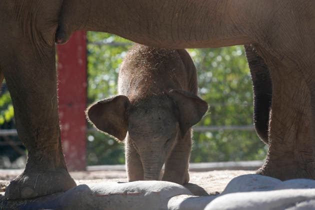 September 15, 2026, Madri, Community Of Madrid, Spain: A male Sumatran elephant calf named MAX is seen exploring his enclosure and interacting with his mother CYNTHIA and other female herd members, including his aunt and sister, at the Zoo Aquarium de Madrid on Tuesday, September 15, 2026, in Madrid, Spain. In a unique naming event, caretakers presented CYNTHIA with three boxes, and she intuitively selected the name MAX, which serendipitously honors the species scientific name, Elephas maximus sumatranus. Born in August 2026 after a 21-month gestation, the calf s arrival was supported by the herd s females, who exhibit natural cooperative rearing behavior (allomothering) to protect and guide the newborn. Sired by VALENTINO (not pictured),  - ZUMAo127 20260915_zep_o127_010 Copyright: xHugoxOrtunox