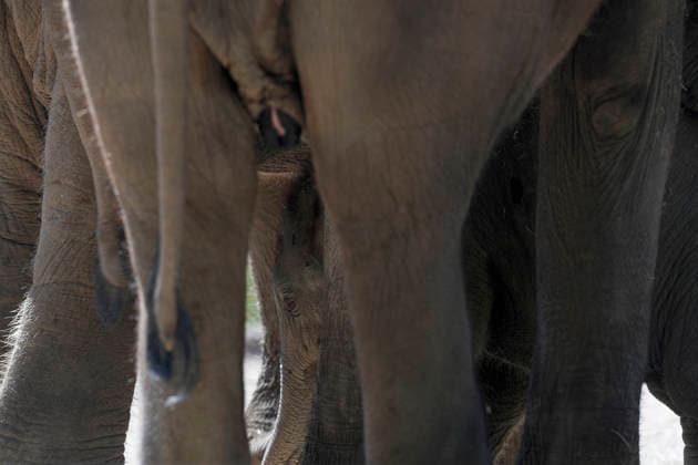 September 15, 2026, Madri, Community Of Madrid, Spain: A male Sumatran elephant calf named MAX is seen exploring his enclosure and interacting with his mother CYNTHIA and other female herd members, including his aunt and sister, at the Zoo Aquarium de Madrid on Tuesday, September 15, 2026, in Madrid, Spain. In a unique naming event, caretakers presented CYNTHIA with three boxes, and she intuitively selected the name MAX, which serendipitously honors the species scientific name, Elephas maximus sumatranus. Born in August 2026 after a 21-month gestation, the calf s arrival was supported by the herd s females, who exhibit natural cooperative rearing behavior (allomothering) to protect and guide the newborn. Sired by VALENTINO (not pictured),  - ZUMAo127 20260915_zep_o127_011 Copyright: xHugoxOrtunox