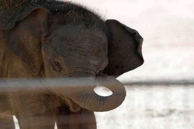 September 15, 2026, Madri, Community Of Madrid, Spain: A male Sumatran elephant calf named MAX is seen exploring his enclosure and interacting with his mother CYNTHIA and other female herd members, including his aunt and sister, at the Zoo Aquarium de Madrid on Tuesday, September 15, 2026, in Madrid, Spain. In a unique naming event, caretakers presented CYNTHIA with three boxes, and she intuitively selected the name MAX, which serendipitously honors the species scientific name, Elephas maximus sumatranus. Born in August 2026 after a 21-month gestation, the calf s arrival was supported by the herd s females, who exhibit natural cooperative rearing behavior (allomothering) to protect and guide the newborn. Sired by VALENTINO (not pictured),  - ZUMAo127 20260915_zep_o127_014 Copyright: xHugoxOrtunox