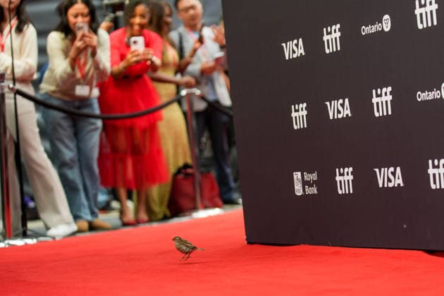 2026 Toronto International Film Festival - Up Against It TORONTO, CANADA - SEPTEMBER 17 : A sparrow jumps on red carpet ahead of the premiere of Up Against It during the 2026 Toronto International Film Festival at Roy Thomson Hall in Toronto, Ontario, Canada on September 17, 2026. Mert Alper Dervis Anadolu Toronto Canada. Editorial use only. Please get in touch for any other usage.  Copyright: x2026xAnadoluxMertxAlperxDervisx