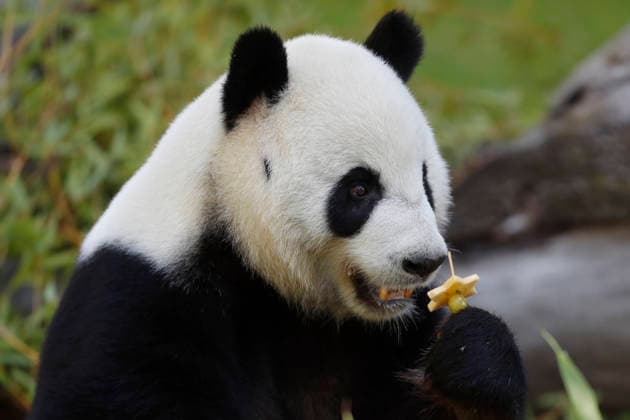 September 19, 2026, Madrid, Community Of Madrid, Spain: Giant panda JIN XI eats a special birthday cake made of fresh bamboo and apples as he celebrates his 6th birthday at the Zoo Aquarium de Madrid on Saturday, September 19, 2026, in Madrid, Spain. Born on September 1, 2020, and easily recognizable by a black freckle-like spot on his right cheek, JIN XI (whose name symbolizes happiness and blessings) arrived in Spain in April 2024 alongside female panda ZHU YU (not pictured) from the Chengdu Giant Panda Breeding Base in China. The weekend celebration highlights the strong international cooperation between Spain and China regarding the conservation, research, and breeding of this emblematic species. The Madrid Zoo has been a European bench  - ZUMAo127 20260919_zep_o127_029 Copyright: xHugoxOrtunox