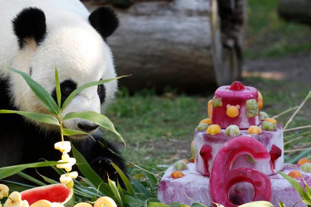 September 19, 2026, Madrid, Community Of Madrid, Spain: Giant panda JIN XI eats a special birthday cake made of fresh bamboo and apples as he celebrates his 6th birthday at the Zoo Aquarium de Madrid on Saturday, September 19, 2026, in Madrid, Spain. Born on September 1, 2020, and easily recognizable by a black freckle-like spot on his right cheek, JIN XI (whose name symbolizes happiness and blessings) arrived in Spain in April 2024 alongside female panda ZHU YU (not pictured) from the Chengdu Giant Panda Breeding Base in China. The weekend celebration highlights the strong international cooperation between Spain and China regarding the conservation, research, and breeding of this emblematic species. The Madrid Zoo has been a European bench  - ZUMAo127 20260919_zep_o127_033 Copyright: xHugoxOrtunox