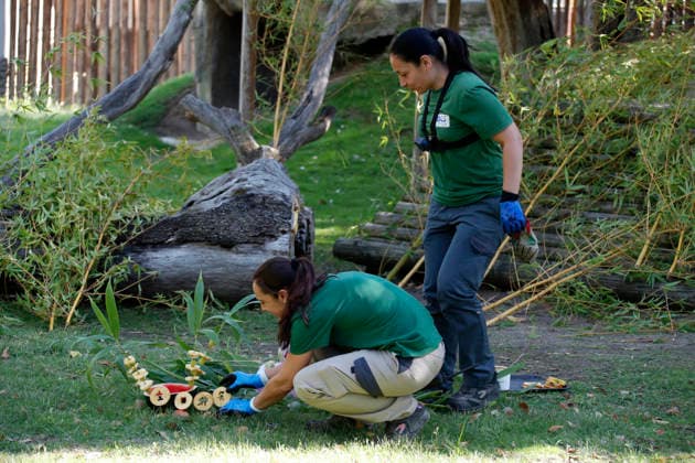 September 19, 2026, Madrid, Community Of Madrid, Spain: Two female ZOOKEEPERS place a special birthday cake made of fresh bamboo, decorative fruits, and a Happy Birthday sign written in Chinese on the grass, preparing the enclosure for giant panda JIN XI (not pictured) at the Zoo Aquarium de Madrid on Saturday, September 19, 2026, in Madrid, Spain. The male panda, who turns six years old, is expected to arrive shortly to enjoy the treat. Born on September 1, 2020, JIN XI arrived in Spain in April 2024 from the Chengdu Giant Panda Breeding Base in China. The weekend celebration highlights the strong international cooperation between Spain and China regarding the conservation, research, and breeding of this emblematic species. Madrid Spain - ZUMAo127 20260919_zep_o127_067 Copyright: xHugoxOrtunox