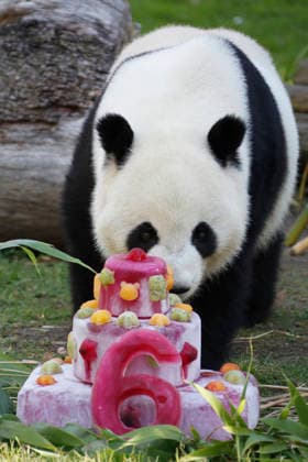 September 19, 2026, Madrid, Community Of Madrid, Spain: Giant panda JIN XI eats a special birthday cake made of fresh bamboo and apples as he celebrates his 6th birthday at the Zoo Aquarium de Madrid on Saturday, September 19, 2026, in Madrid, Spain. Born on September 1, 2020, and easily recognizable by a black freckle-like spot on his right cheek, JIN XI (whose name symbolizes happiness and blessings) arrived in Spain in April 2024 alongside female panda ZHU YU (not pictured) from the Chengdu Giant Panda Breeding Base in China. The weekend celebration highlights the strong international cooperation between Spain and China regarding the conservation, research, and breeding of this emblematic species. The Madrid Zoo has been a European bench  - ZUMAo127 20260919_zep_o127_043 Copyright: xHugoxOrtunox