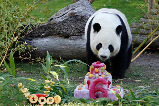 September 19, 2026, Madrid, Community Of Madrid, Spain: Giant panda JIN XI eats a special birthday cake made of fresh bamboo and apples as he celebrates his 6th birthday at the Zoo Aquarium de Madrid on Saturday, September 19, 2026, in Madrid, Spain. Born on September 1, 2020, and easily recognizable by a black freckle-like spot on his right cheek, JIN XI (whose name symbolizes happiness and blessings) arrived in Spain in April 2024 alongside female panda ZHU YU (not pictured) from the Chengdu Giant Panda Breeding Base in China. The weekend celebration highlights the strong international cooperation between Spain and China regarding the conservation, research, and breeding of this emblematic species. The Madrid Zoo has been a European bench  - ZUMAo127 20260919_zep_o127_051 Copyright: xHugoxOrtunox