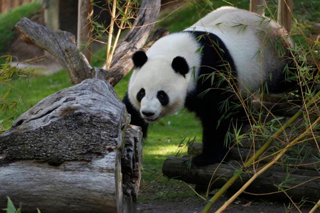 September 19, 2026, Madrid, Community Of Madrid, Spain: Giant panda JIN XI emerges from his indoor den and walks through his enclosure towards a special birthday cake made of fresh bamboo and apples to celebrate his 6th birthday at the Zoo Aquarium de Madrid on Saturday, September 19, 2026, in Madrid, Spain. Born on September 1, 2020, the male panda arrived in Spain in April 2024 from the Chengdu Giant Panda Breeding Base in China. The weekend celebration highlights the strong international cooperation between Spain and China regarding the conservation, research, and breeding of this emblematic species. The Madrid Zoo has been a European benchmark for giant panda preservation since 1982. Madrid Spain  - ZUMAo127 20260919_zep_o127_052 Copyright: xHugoxOrtunox