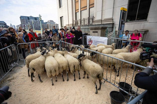 Woolmens Sheep Drive and Livery Fair 2026 on Southwark Bridge, London, UK 27 September 2026 Gloria Hunniford OBE leads the Woolmens Sheep Drive across Southwark Bridge, London, UK, on 27 September 2026. The broadcaster, who became a Freeman of the City of London earlier this year, led the annual drive to mark 80 years in entertainment, joined by Master Woolman David Hopkins, Lady Mayor Dame Susan Langley and Sheriffs of the City of London in aid of the Woolmen s Charity and the Lord Mayor s Appeal., Credit:PETE SPELLER Avalon Copyright: xPETExSPELLERx xAvalonx 1138620873