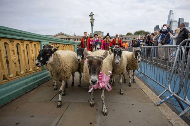 Woolmens Sheep Drive and Livery Fair 2026 on Southwark Bridge, London, UK 27 September 2026 Gloria Hunniford OBE leads the Woolmens Sheep Drive across Southwark Bridge, London, UK, on 27 September 2026. The broadcaster, who became a Freeman of the City of London earlier this year, led the annual drive to mark 80 years in entertainment, joined by Master Woolman David Hopkins, Lady Mayor Dame Susan Langley and Sheriffs of the City of London in aid of the Woolmen s Charity and the Lord Mayor s Appeal., Credit:PETE SPELLER Avalon Copyright: xPETExSPELLERx xAvalonx 1138620896