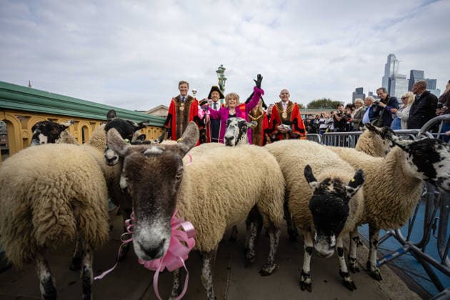 Woolmens Sheep Drive and Livery Fair 2026 on Southwark Bridge, London, UK 27 September 2026 Gloria Hunniford OBE leads the Woolmens Sheep Drive across Southwark Bridge, London, UK, on 27 September 2026. The broadcaster, who became a Freeman of the City of London earlier this year, led the annual drive to mark 80 years in entertainment, joined by Master Woolman David Hopkins, Lady Mayor Dame Susan Langley and Sheriffs of the City of London in aid of the Woolmen s Charity and the Lord Mayor s Appeal., Credit:PETE SPELLER Avalon Copyright: xPETExSPELLERx xAvalonx 1138620903