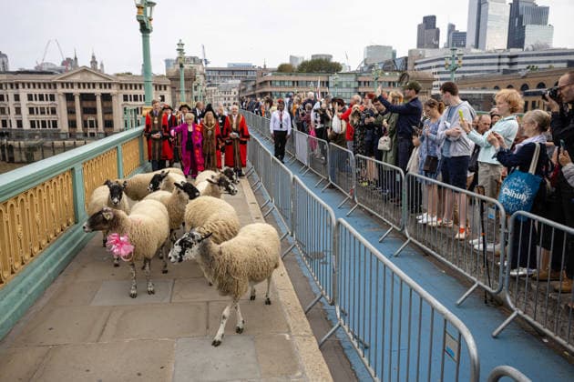 Woolmens Sheep Drive and Livery Fair 2026 on Southwark Bridge, London, UK 27 September 2026 Gloria Hunniford OBE leads the Woolmens Sheep Drive across Southwark Bridge, London, UK, on 27 September 2026. The broadcaster, who became a Freeman of the City of London earlier this year, led the annual drive to mark 80 years in entertainment, joined by Master Woolman David Hopkins, Lady Mayor Dame Susan Langley and Sheriffs of the City of London in aid of the Woolmen s Charity and the Lord Mayor s Appeal., Credit:PETE SPELLER Avalon Copyright: xPETExSPELLERx xAvalonx 1138620938
