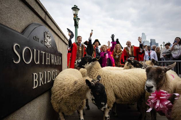 Woolmens Sheep Drive and Livery Fair 2026 on Southwark Bridge, London, UK 27 September 2026 Gloria Hunniford OBE leads the Woolmens Sheep Drive across Southwark Bridge, London, UK, on 27 September 2026. The broadcaster, who became a Freeman of the City of London earlier this year, led the annual drive to mark 80 years in entertainment, joined by Master Woolman David Hopkins, Lady Mayor Dame Susan Langley and Sheriffs of the City of London in aid of the Woolmen s Charity and the Lord Mayor s Appeal., Credit:PETE SPELLER Avalon Copyright: xPETExSPELLERx xAvalonx 1138620947