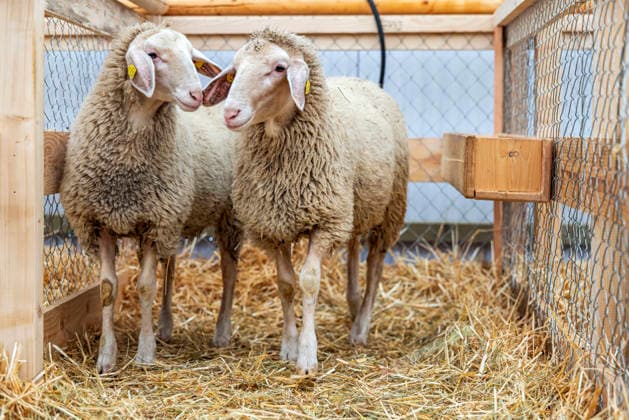 Merino and Landschaf Sheep: Opening of the Main Agricultural Fair in Bad Cannstatt—Southern Germany’s largest trade fair for agriculture, forestry, and the food industry—showcases agricultural machinery and various farm animals in modern livestock farming in exhibition halls and animal tents. September 27, 2026, Stuttgart, Baden-Württemberg, Germany