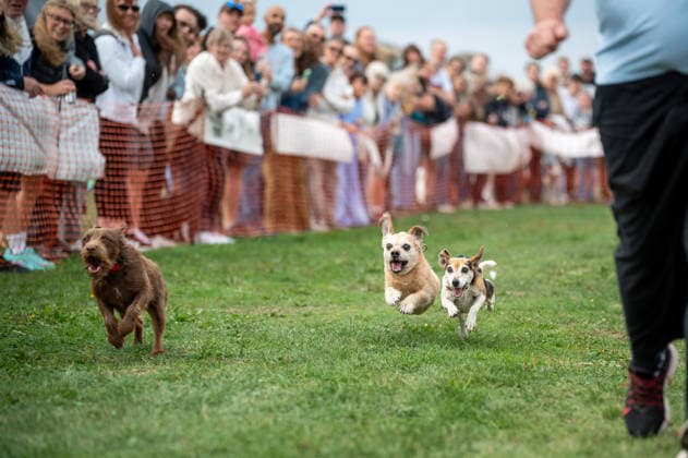 Terrier Derby at Epsom Racecourse in Surrey - 27 Sep 2026 Terriers seen competing in the 2026 Terrier Derby held at Epsom Racecourse in Surrey. Terriers competed in the annual Terrier Derby held at Epsom Racecourse, Surrey, an event first held in 2003 as a side attraction to Epsom Trainers Day. More than 70 dogs took part in heats, quarter-finals and semi-finals before the grand finale, chasing a mechanically towed lure along a racetrack. The event was inspired by Jack Russell terrier Smudge and raises money for charity, with spectators also attending a dog show, raffle, trade stalls and other attractions. Epsom United Kingdom Copyright: xJamesxWilloughbyx xSOPAxImagesx JWILLOUGHBY_3528