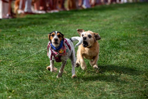 Terrier Derby at Epsom Racecourse in Surrey - 27 Sep 2026 Terriers seen competing in the 2026 Terrier Derby held at Epsom Racecourse in Surrey. Terriers competed in the annual Terrier Derby held at Epsom Racecourse, Surrey, an event first held in 2003 as a side attraction to Epsom Trainers Day. More than 70 dogs took part in heats, quarter-finals and semi-finals before the grand finale, chasing a mechanically towed lure along a racetrack. The event was inspired by Jack Russell terrier Smudge and raises money for charity, with spectators also attending a dog show, raffle, trade stalls and other attractions. Epsom United Kingdom Copyright: xJamesxWilloughbyx xSOPAxImagesx JWILLOUGHBY_3529