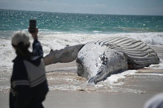 WHALE CARCASS PERTH, A whale carcass is seen washed up on City Beach, in Perth, Monday, September 28, 2026. ( NO ARCHIVING PERTH Australia WA  Copyright: xAARONxBUNCHx 20260928117425373415