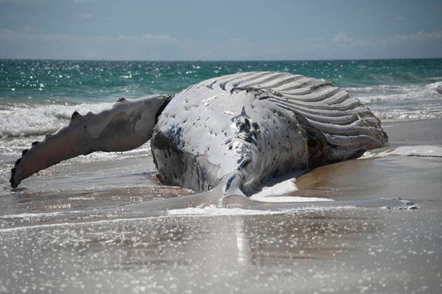 WHALE CARCASS PERTH, A whale carcass is seen washed up on City Beach, in Perth, Monday, September 28, 2026. ( NO ARCHIVING PERTH Australia WA  Copyright: xAARONxBUNCHx 20260928119883839101