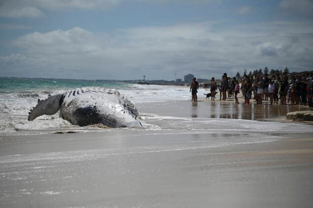 WHALE CARCASS PERTH, Onlookers gather as whale carcass is seen washed up on City Beach, in Perth, Monday, September 28, 2026. ( NO ARCHIVING PERTH Australia WA  Copyright: xAARONxBUNCHx 20260928148947276872