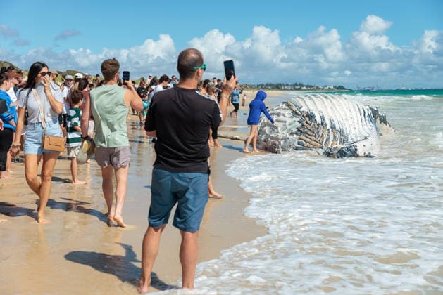 Shark warnings after whale carcass washed up, Members of the public look on at a beached whale on City Beach in Perth on Monday, September 28, 2026. Authorities have closed swimming access to the beach after multiple shark sightings at the popular swimming spot. ( NO ARCHIVING  Copyright: xRICHARDxWAINWRIGHTx 20260928131746011687