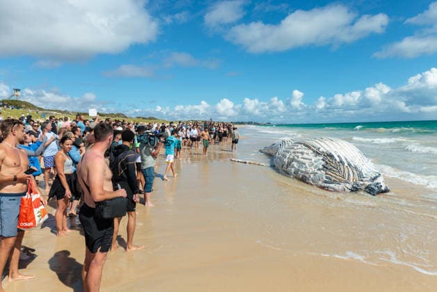 Shark warnings after whale carcass washed up, Members of the public look on at a beached whale on City Beach in Perth on Monday, September 28, 2026. Authorities have closed swimming access to the beach after multiple shark sightings at the popular swimming spot. ( NO ARCHIVING  Copyright: xRICHARDxWAINWRIGHTx 20260928189941842692