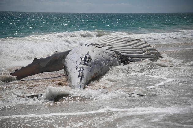 WHALE CARCASS PERTH, A whale carcass is seen washed up on City Beach, in Perth, Monday, September 28, 2026. ( NO ARCHIVING PERTH Australia WA  Copyright: xAARONxBUNCHx 20260928191797783725