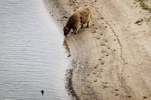 NIJMEGEN - Cattle along the Waal, which has reached a new low due to drought. The water has never been this low since water levels have been measured there. EMIEL MUIJDERMAN ANP  Copyright: xANPxSportx xxANPx x570572016x originalFilename: 1083929850st.jpg