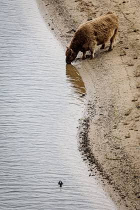 NIJMEGEN - Cattle along the Waal, which has reached a new low due to drought. The water has never been this low since water levels have been measured there. EMIEL MUIJDERMAN ANP  Copyright: xANPxSportx xxANPx x570572023x originalFilename: 1083929851st.jpg