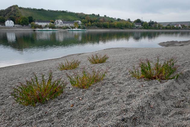 Ferry service suspended September 28, 2026. Due to low water levels, sandbars are protruding from the Rhine near Kornsand and Nierstein. At this low water level, the vehicle ferry can no longer dock. Dredging efforts to move the sand were unsuccessful. Ferry service has been suspended until further notice. To reach Mainz or Wo