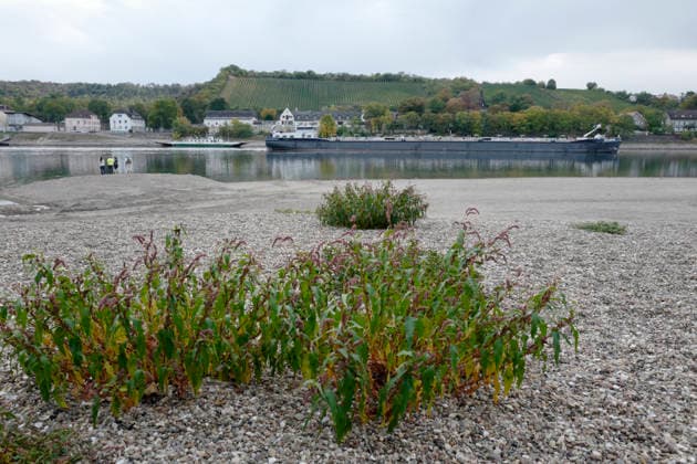 Ferry service suspended September 28, 2026. Due to low water levels, sandbars are protruding from the Rhine near Kornsand and Nierstein. At this low water level, the vehicle ferry can no longer dock. Dredging efforts to move the sand were unsuccessful. Ferry service has been suspended until further notice. To reach Mainz or Wo