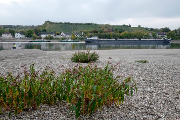 Ferry service suspended September 28, 2026. Due to low water levels, sandbars are protruding from the Rhine near Kornsand and Nierstein. At this low water level, the vehicle ferry can no longer dock. Dredging efforts to move the sand were unsuccessful. Ferry service has been suspended until further notice. To reach Mainz or Wo
