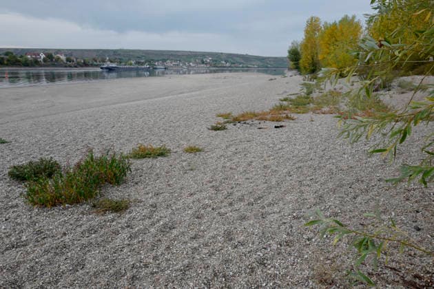 Ferry service suspended September 28, 2026. Due to low water levels, sandbars are protruding from the Rhine near Kornsand and Nierstein. At this low water level, the vehicle ferry can no longer dock. Dredging efforts to move the sand were unsuccessful. Ferry service has been suspended until further notice. To reach Mainz or Wo