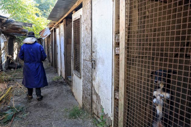 Olha Shylimina, head of the Loving Hearts animal shelter, stands by surviving enclosures for dogs in the Odesa region, Ukraine, September 29, 2026. During a nighttime Russian drone strike, the roof of the building - covering more than 400 square metres - was hit. The fire destroyed the premises along with stocks of grain, medicines, warm blankets, bowls, and other critical supplies. Thirteen animals - 10 cats and three dogs - died as a result of the strike and ensuing fire. (Photo by Nina Liashonok Ukrinform) Russia strikes animal shelter near Odesa  Copyright: xNinaxLiashonokx