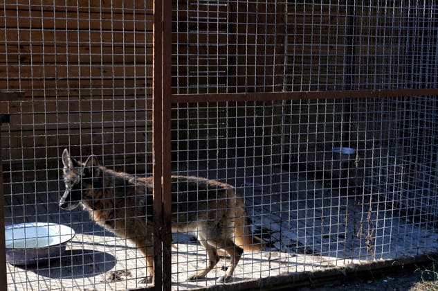 A surviving dog is kept in an outdoor wooden enclosure at the Loving Hearts animal shelter in the Odesa region, Ukraine, September 29, 2026. During a nighttime Russian drone strike, the roof of the building - covering more than 400 square metres - was hit. The fire destroyed the premises along with stocks of grain, medicines, warm blankets, bowls, and other critical supplies. Thirteen animals - 10 cats and three dogs - died as a result of the strike and ensuing fire. (Photo by Nina Liashonok Ukrinform) Russia strikes animal shelter near Odesa  Copyright: xNinaxLiashonokx