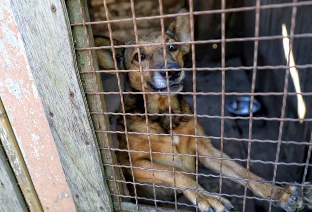 A surviving dog is kept in an outdoor wooden enclosure at the Loving Hearts animal shelter in the Odesa region, Ukraine, September 29, 2026. During a nighttime Russian drone strike, the roof of the building - covering more than 400 square metres - was hit. The fire destroyed the premises along with stocks of grain, medicines, warm blankets, bowls, and other critical supplies. Thirteen animals - 10 cats and three dogs - died as a result of the strike and ensuing fire. (Photo by Nina Liashonok Ukrinform) Russia strikes animal shelter near Odesa  Copyright: xNinaxLiashonokx