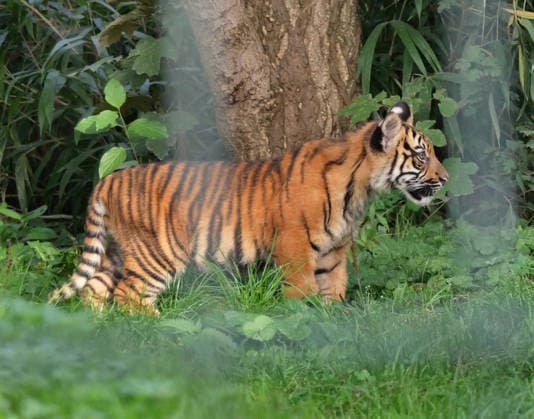 Tiger cub—a young tiger—at Krefeld Zoo in Germany, in the state of North Rhine-Westphalia (NRW) on the Lower Rhine; Sumatran tiger Mau in her enclosure with her 3-month-old tiger cub at Krefeld Zoo