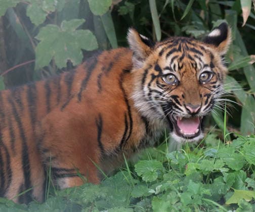 Tiger cub—a young tiger—at Krefeld Zoo in Germany, in the state of North Rhine-Westphalia (NRW) on the Lower Rhine; Sumatran tiger Mau in her enclosure with her 3-month-old tiger cub at Krefeld Zoo