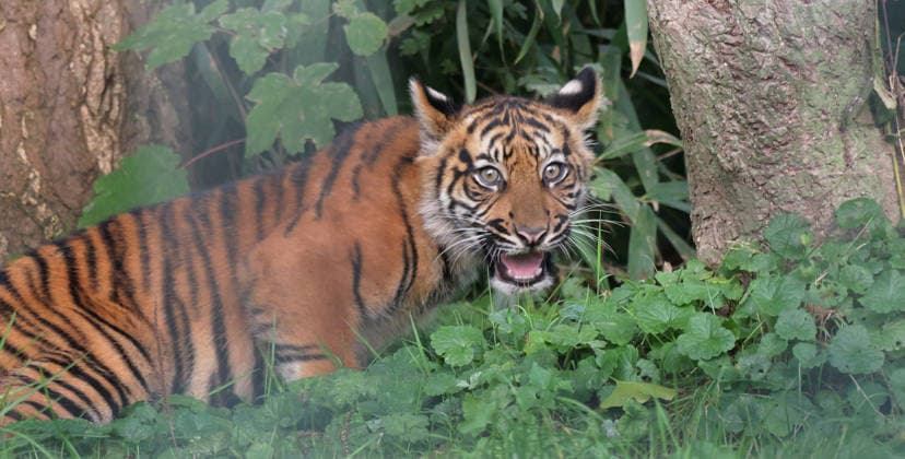 Tiger cub at Krefeld Zoo in Germany, in the state of North Rhine-Westphalia (NRW) on the Lower Rhine; Sumatran tiger Mau in her enclosure with her 3-month-old tiger cub at Krefeld Zoo