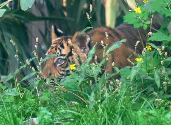 Tiger cub at Krefeld Zoo in Germany, in the state of North Rhine-Westphalia (NRW) on the Lower Rhine; Sumatran tiger Mau in her enclosure with her 3-month-old tiger cub at Krefeld Zoo