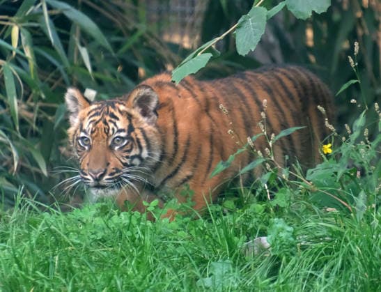 Tiger cub at Krefeld Zoo in Germany, in the state of North Rhine-Westphalia (NRW) on the Lower Rhine; Sumatran tiger Mau in her enclosure with her 3-month-old tiger cub at Krefeld Zoo