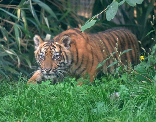 Tiger cub at Krefeld Zoo in Germany, in the state of North Rhine-Westphalia (NRW) on the Lower Rhine; Sumatran tiger Mau in her enclosure with her 3-month-old tiger cub at Krefeld Zoo